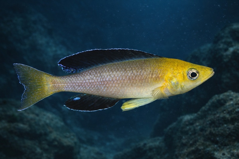 Cyprichromis sp. 'leptosoma jumbo' Kantalamba